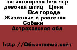 патиколорная бел/чер девочка шпиц › Цена ­ 15 000 - Все города Животные и растения » Собаки   . Астраханская обл.